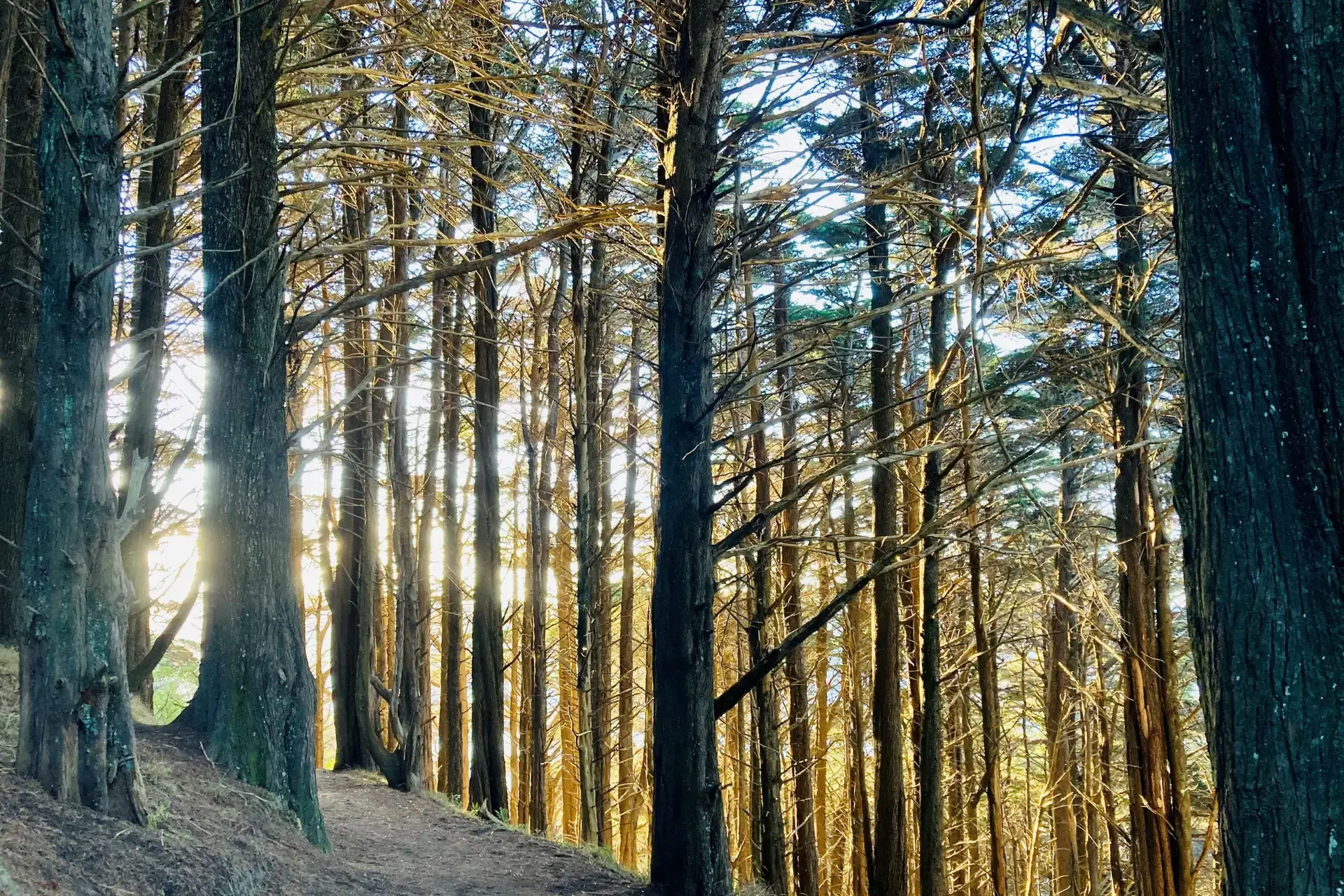 Sentier forestier du Mont Victoria, Wellington